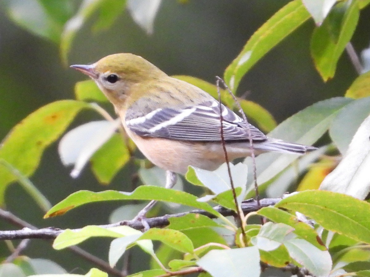 Bay-breasted Warbler - ML488434971