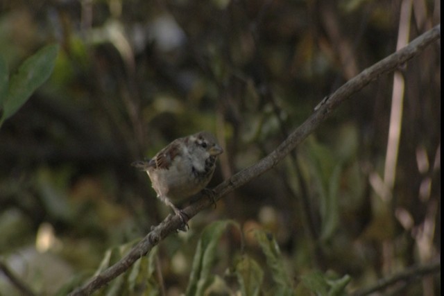 House Sparrow - ML488442