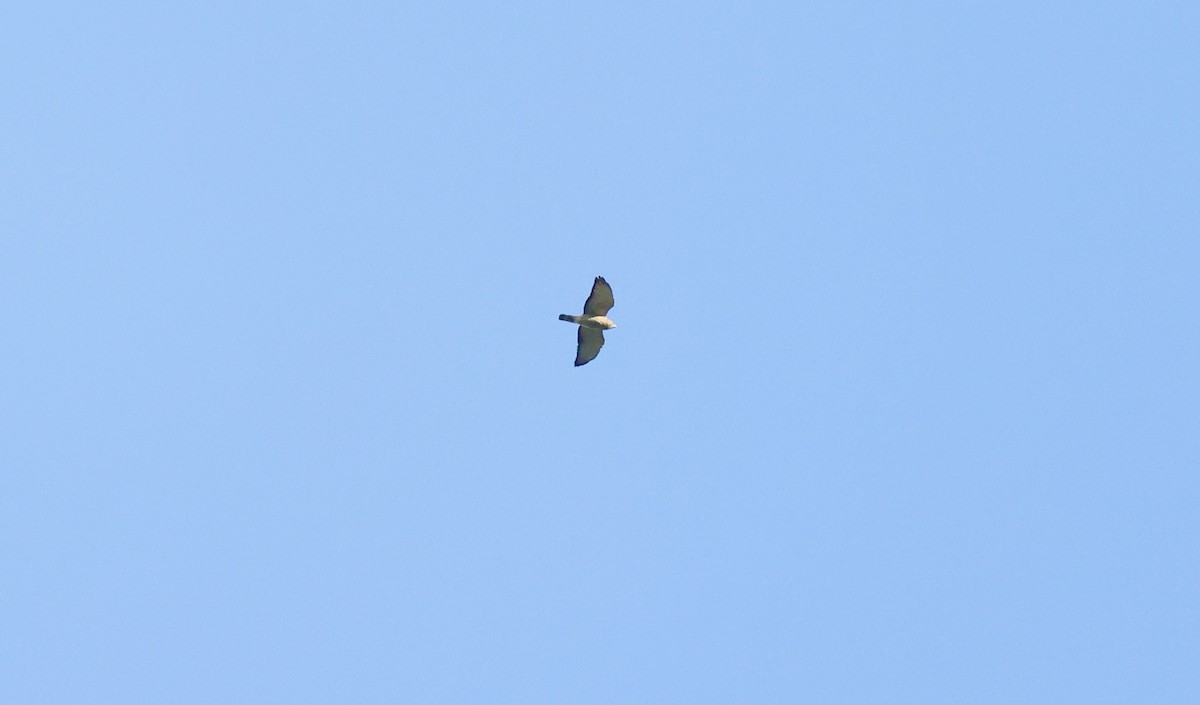 Broad-winged Hawk - ML488446771