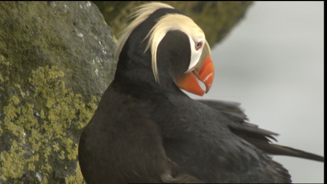 Tufted Puffin - ML488451