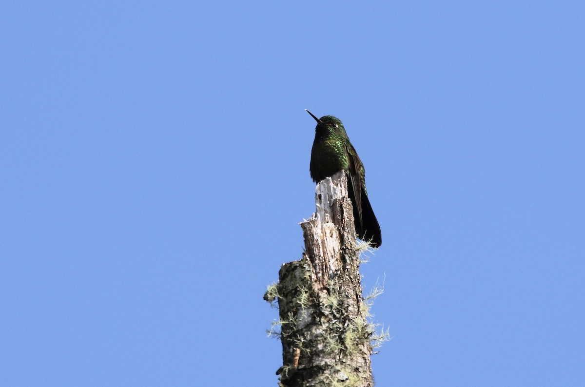 kolibřík dřišťálový - ML488451481