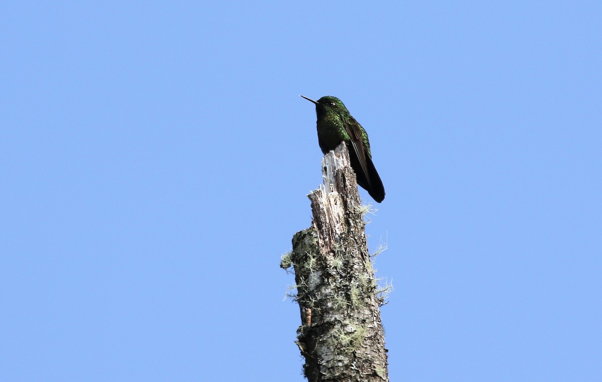 kolibřík dřišťálový - ML488451531