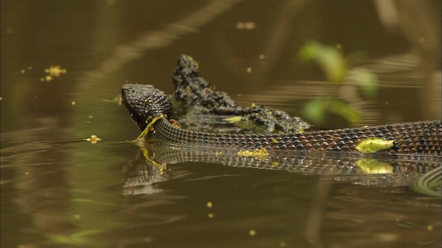 Cottonmouth - ML488453
