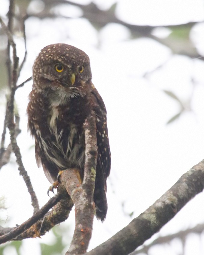 Andean Pygmy-Owl - ML488454391