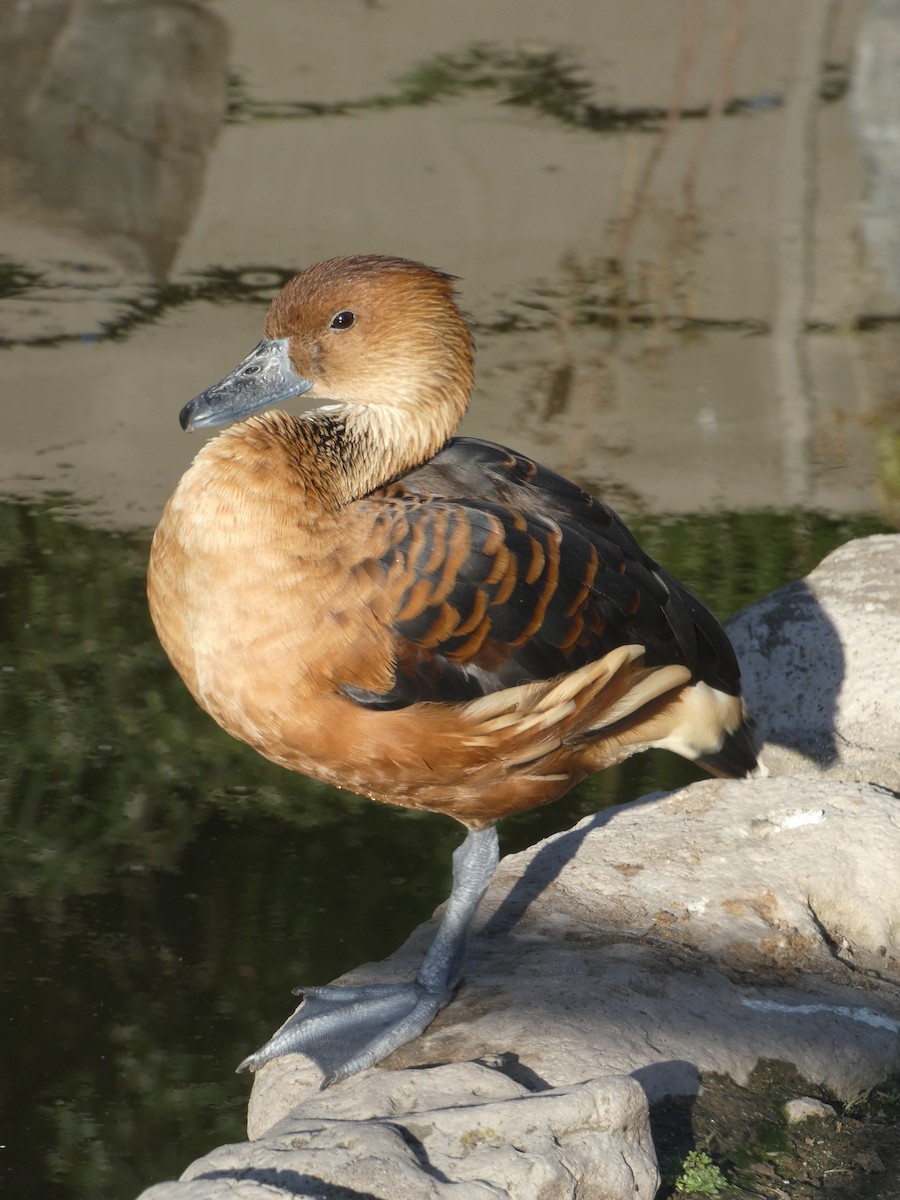 Fulvous Whistling-Duck - ML488475601