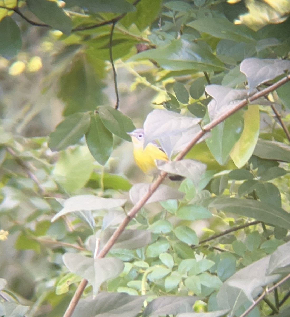 Magnolia Warbler - ML488478271