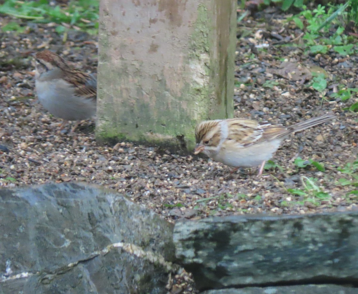 Clay-colored Sparrow - ML488479321