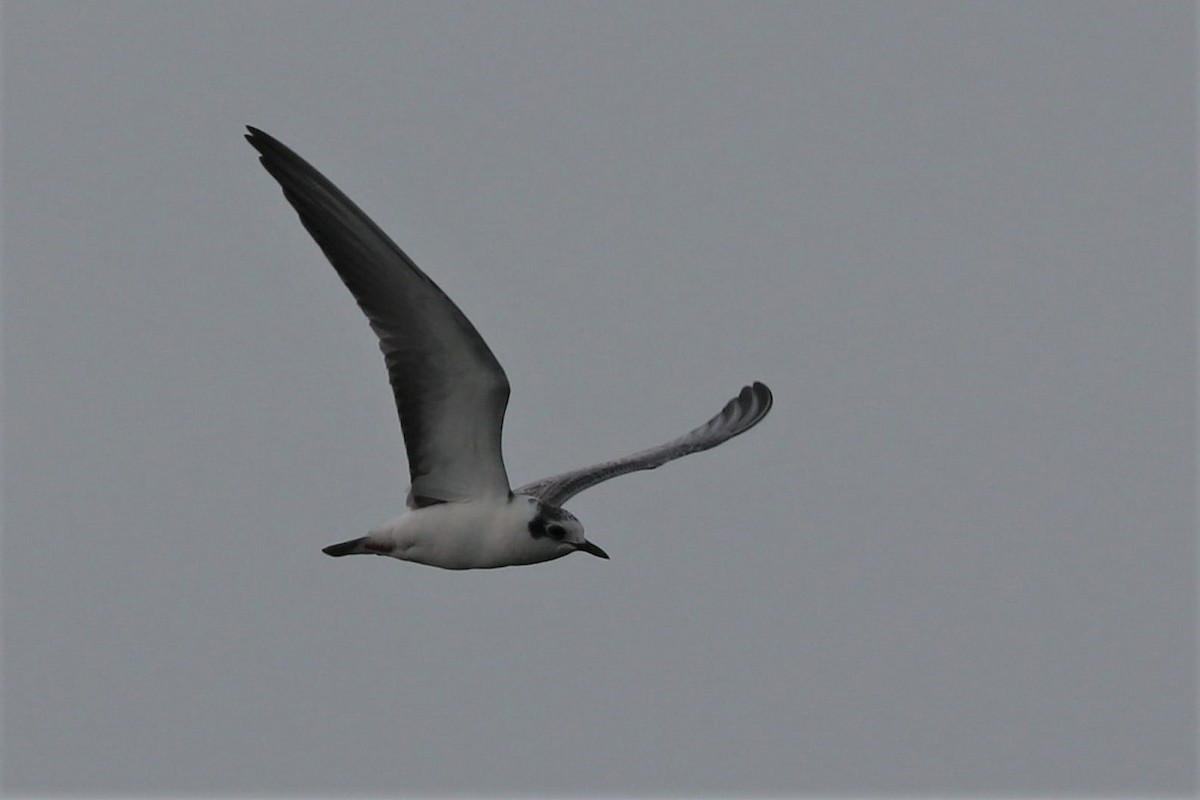 White-winged Tern - ML488482471