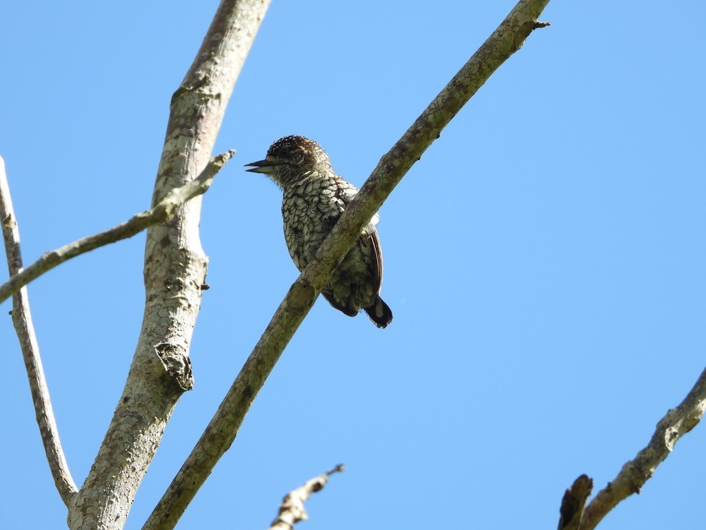 Scaled Piculet - ML488482881