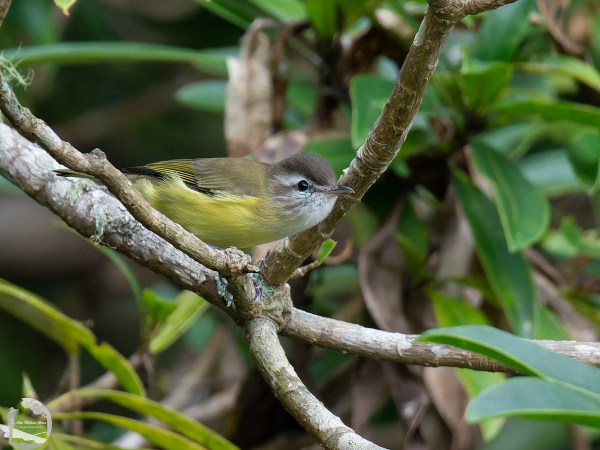 Brown-capped Vireo - Alex Molina