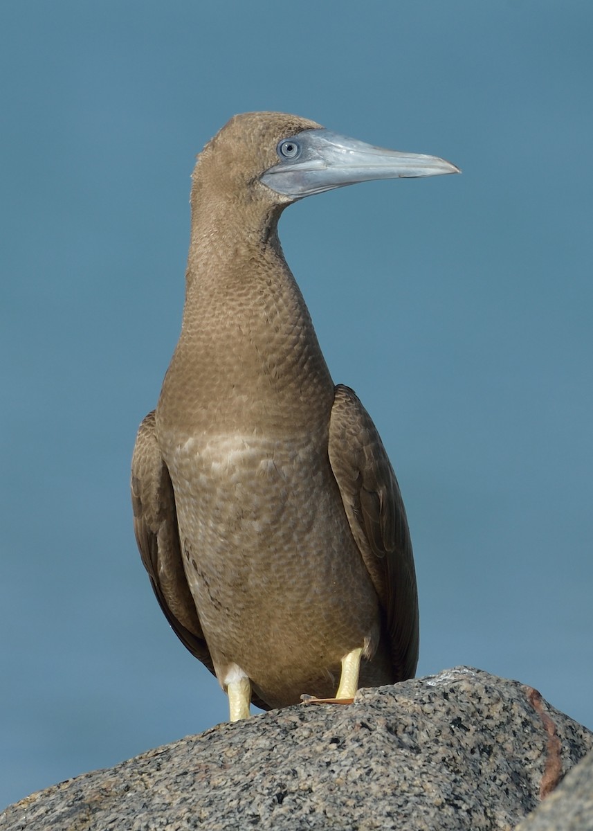 Brown Booby - ML488488611