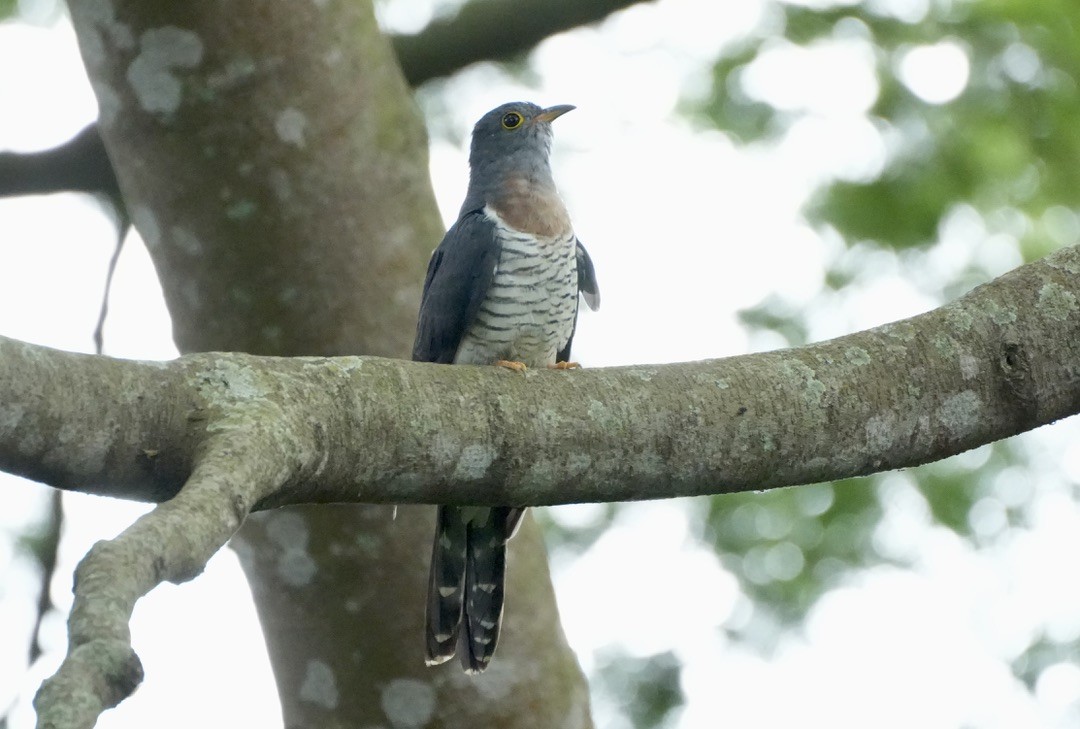 Red-chested Cuckoo - ML488495801