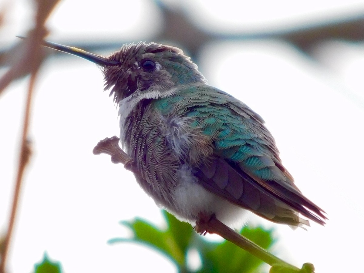 Broad-tailed Hummingbird - Candice Davis
