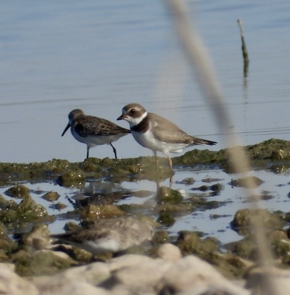 Semipalmated Plover - ML488498691