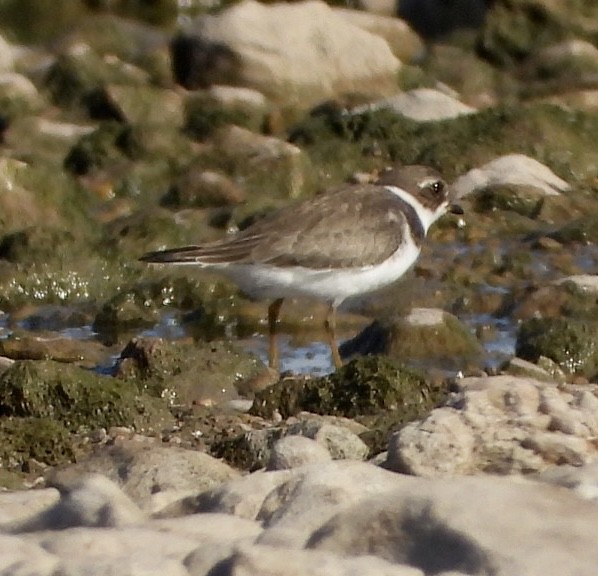 Semipalmated Plover - ML488498701