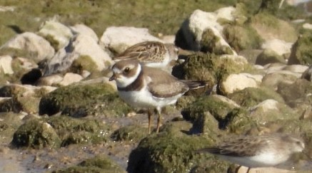 Semipalmated Plover - ML488498721