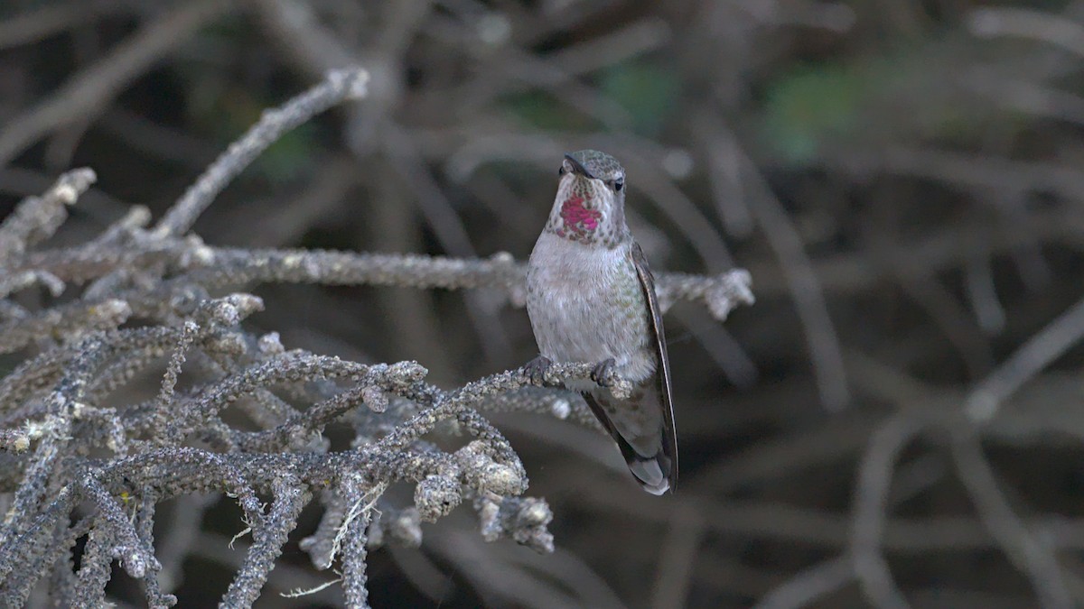 Anna's Hummingbird - ML488499041
