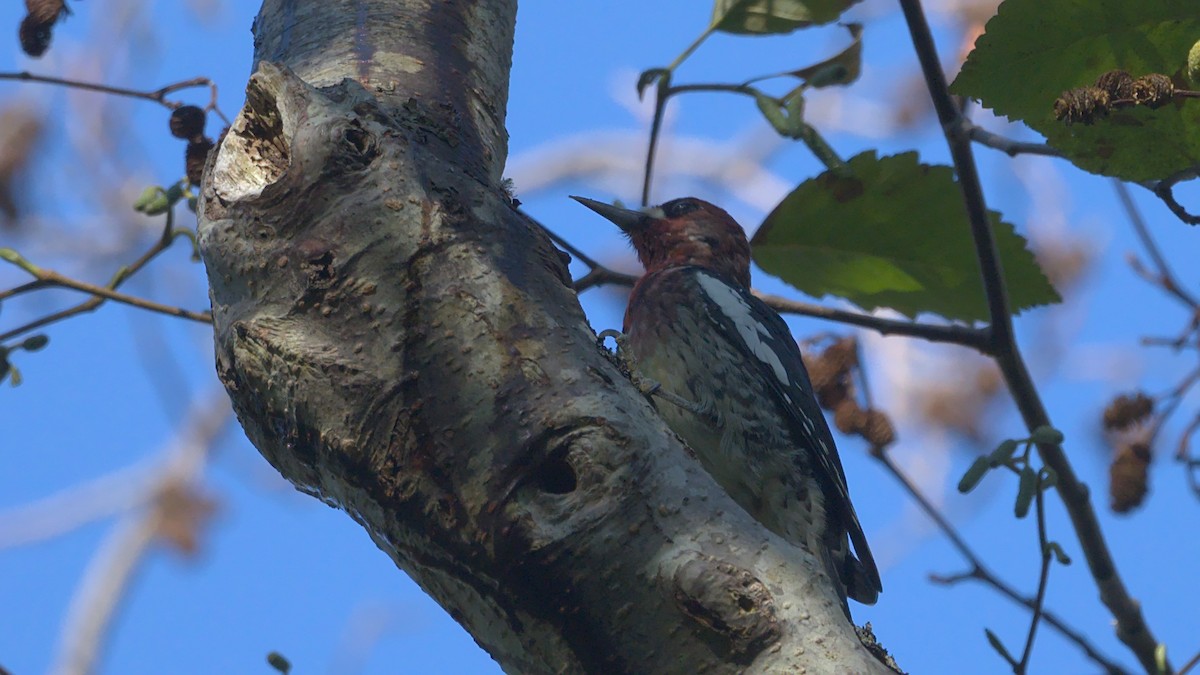 Red-breasted Sapsucker - ML488499301