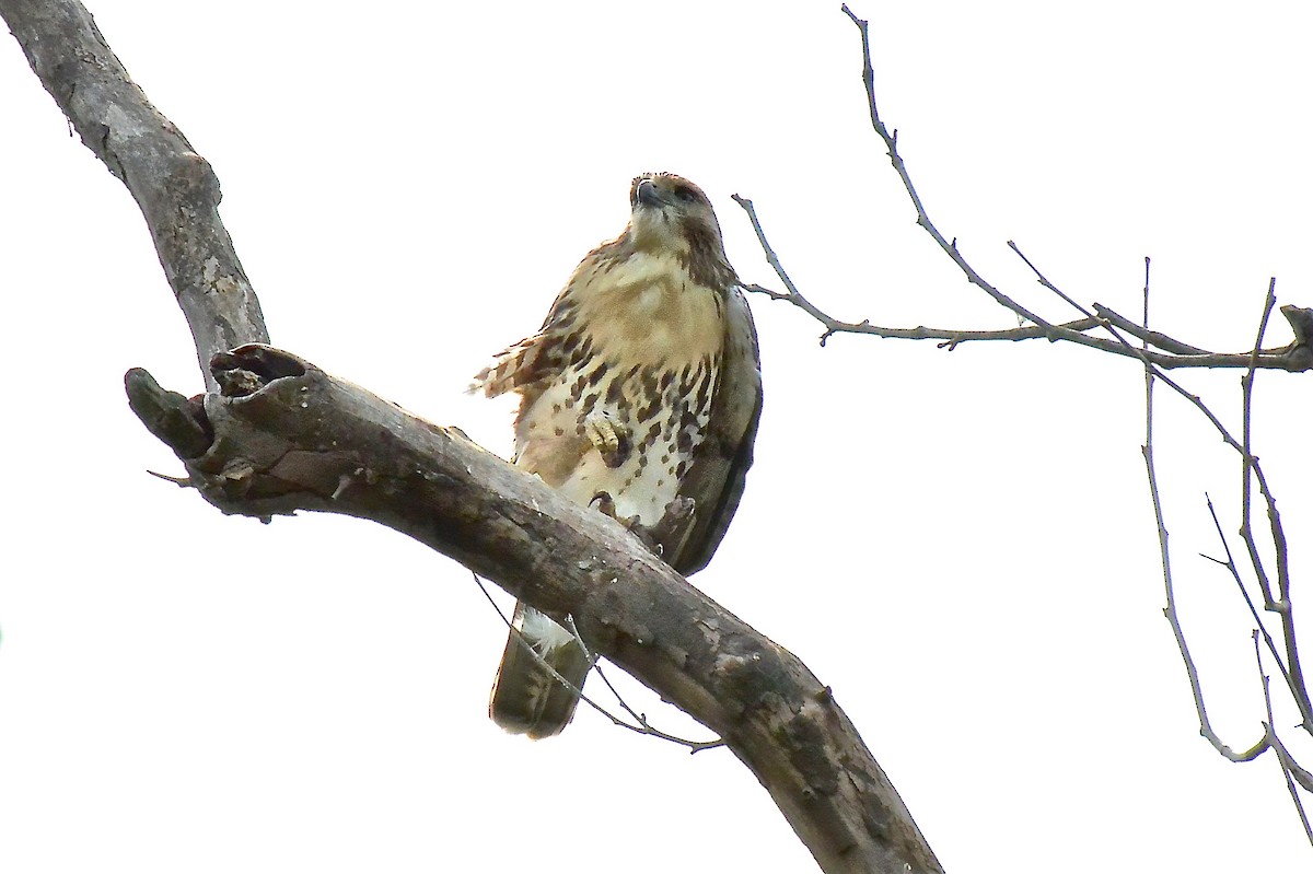 Red-tailed Hawk - ML488500741