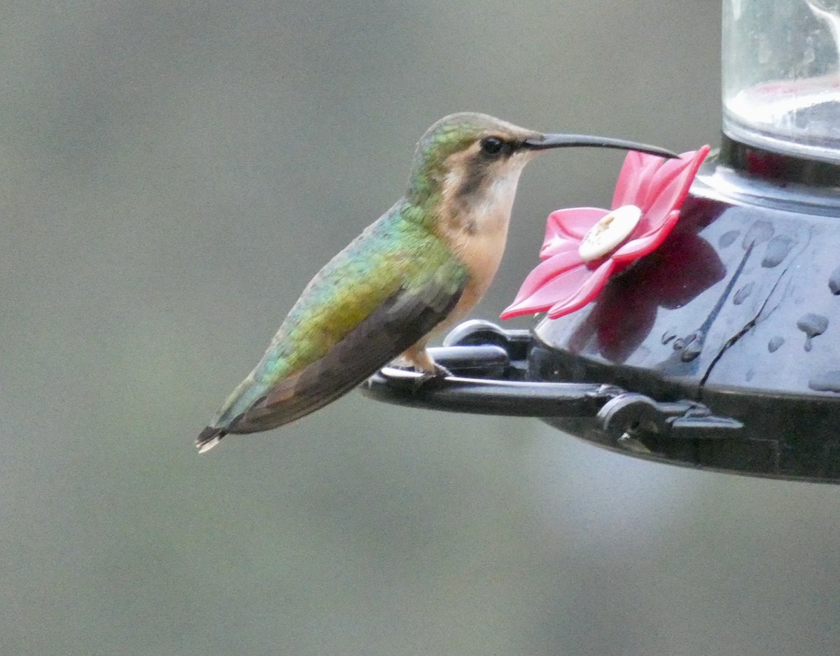 Beautiful Hummingbird - ML488508281