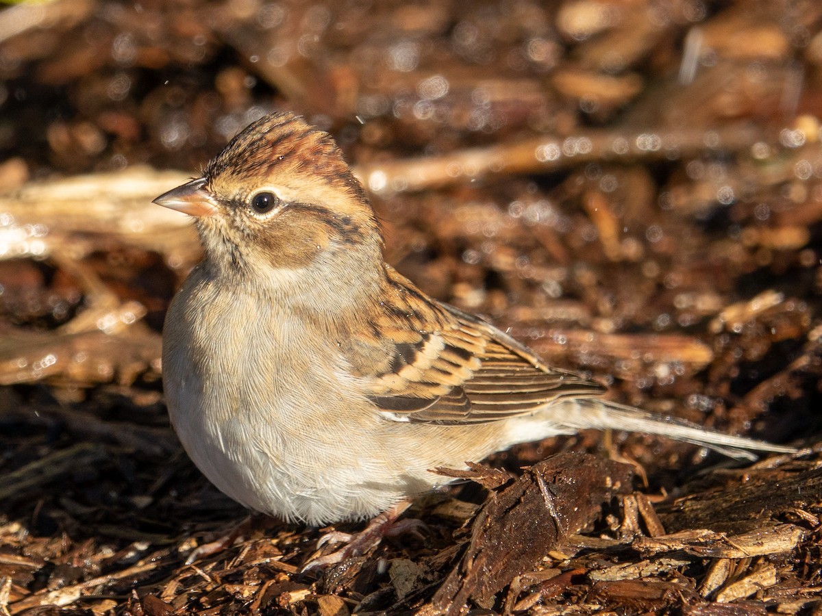 Chipping Sparrow - Mark Haindfield