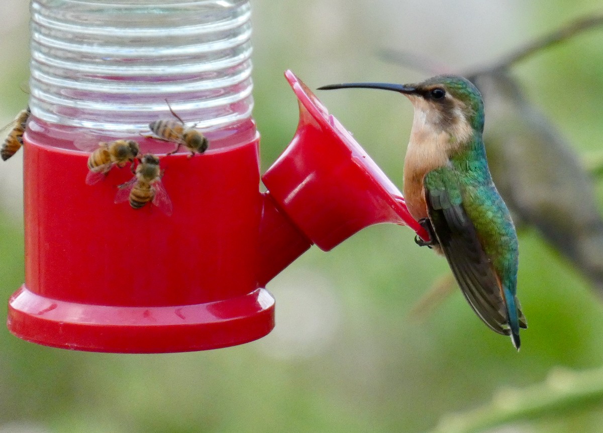 Beautiful Hummingbird - ML488514881