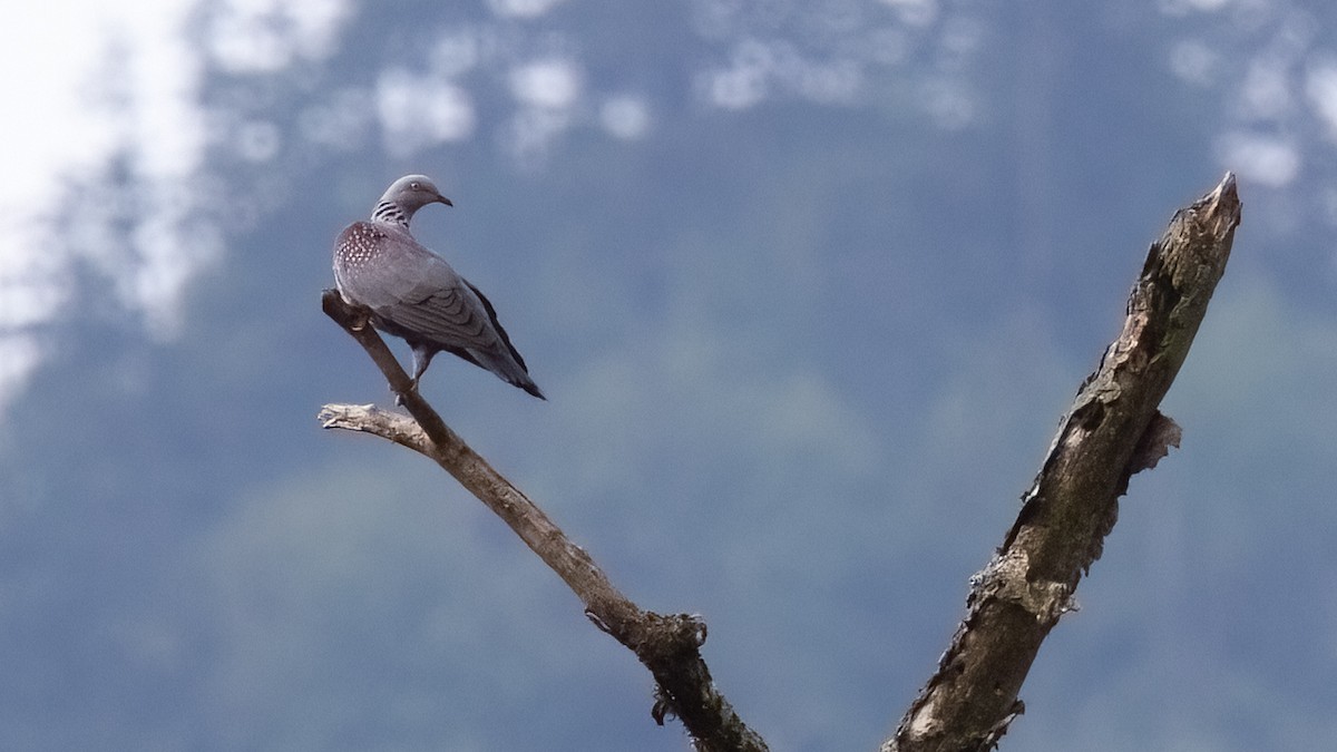 Speckled Wood-Pigeon - ML488529171