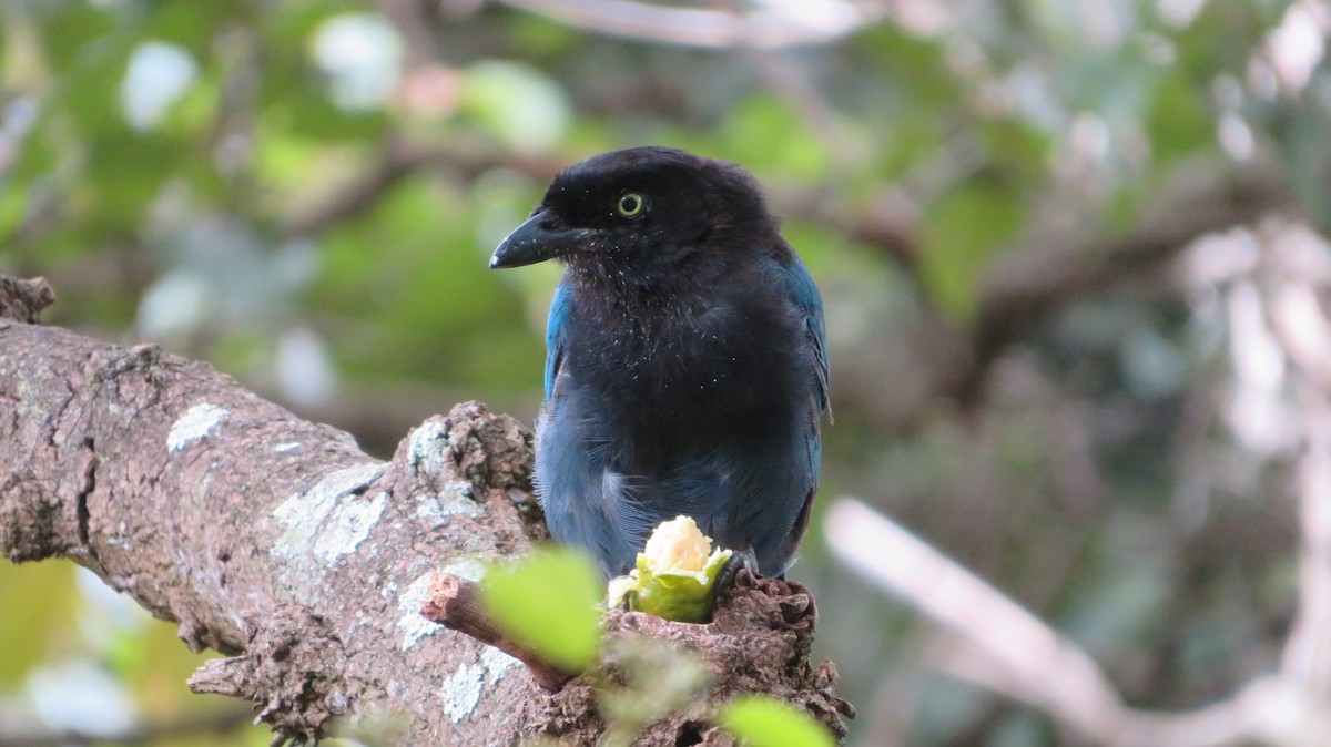 Bushy-crested Jay - ML488533571