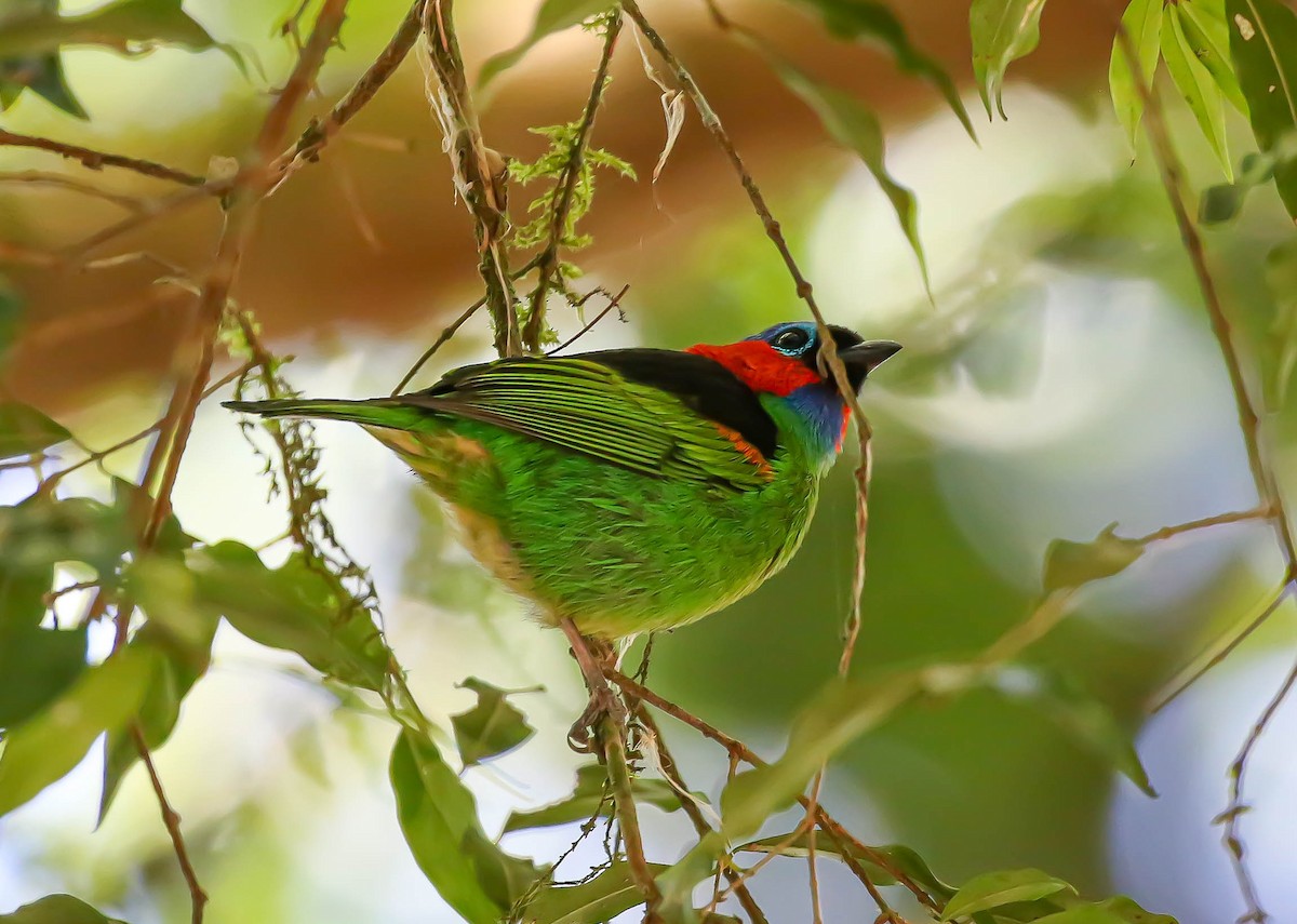 Red-necked Tanager - ML488535641