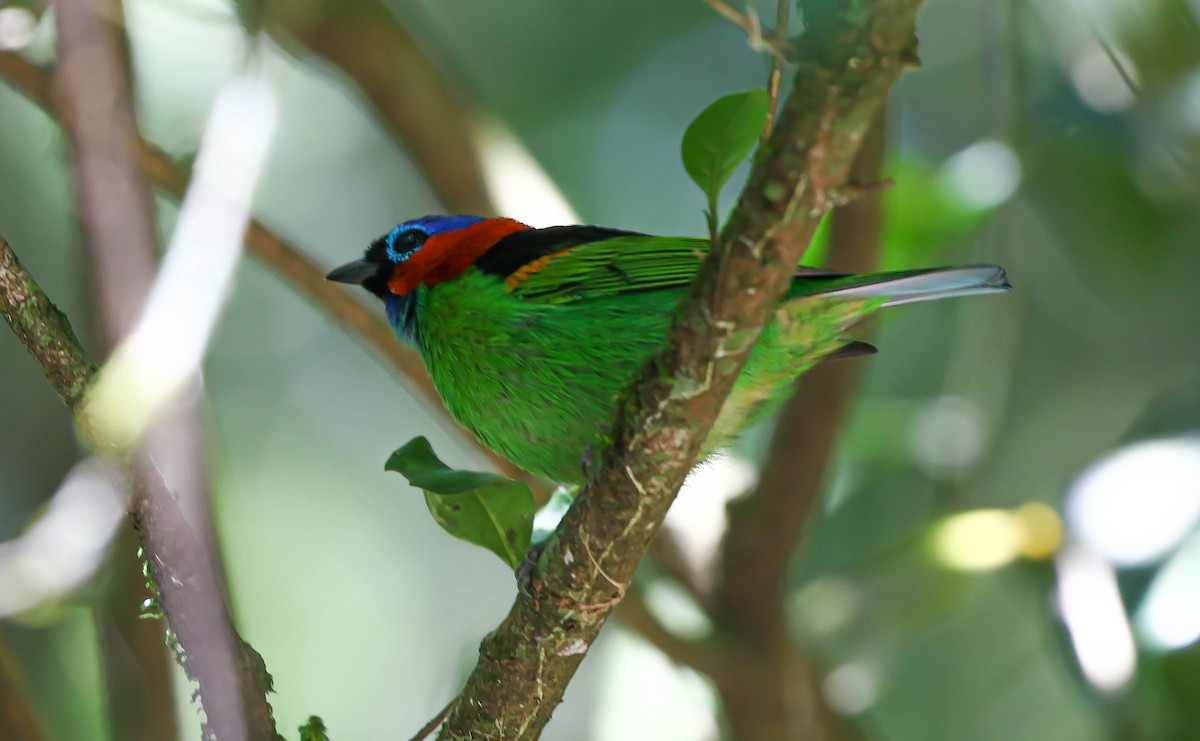 Red-necked Tanager - ML488535671