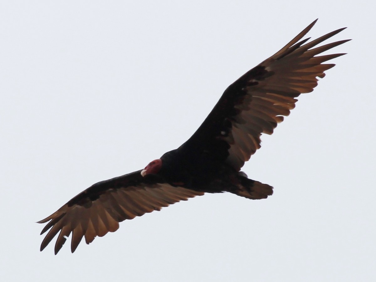 Turkey Vulture (South Temperate) - ML48854091