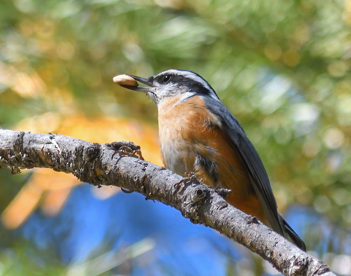 Red-breasted Nuthatch - ML488542221
