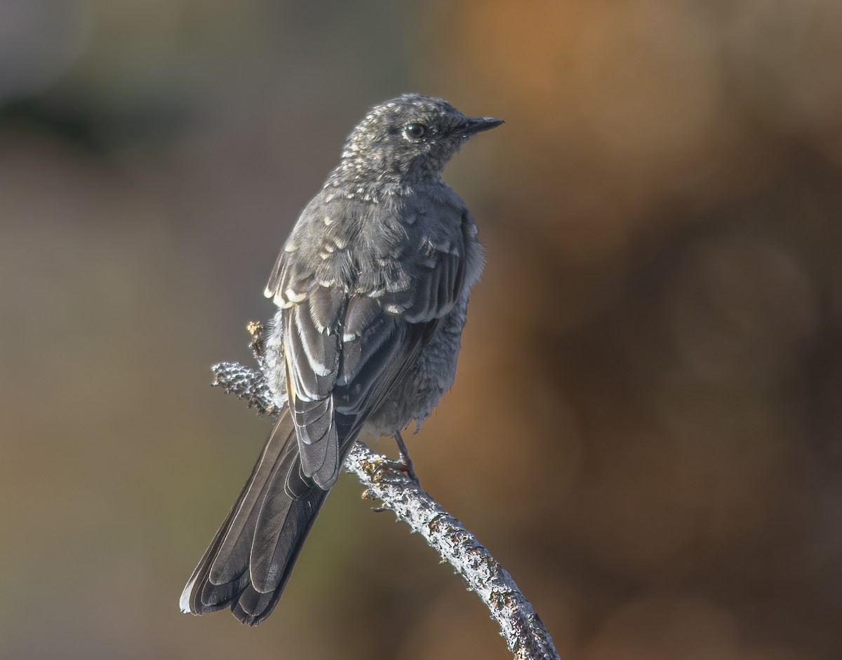 Townsend's Solitaire - ML488542251