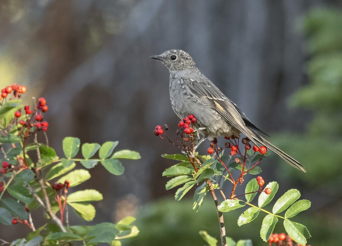 Townsend's Solitaire - Jerry Ting