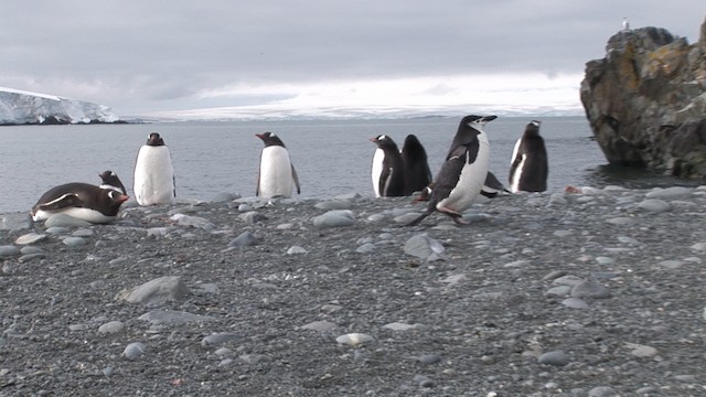Пінгвін антарктичний - ML488544