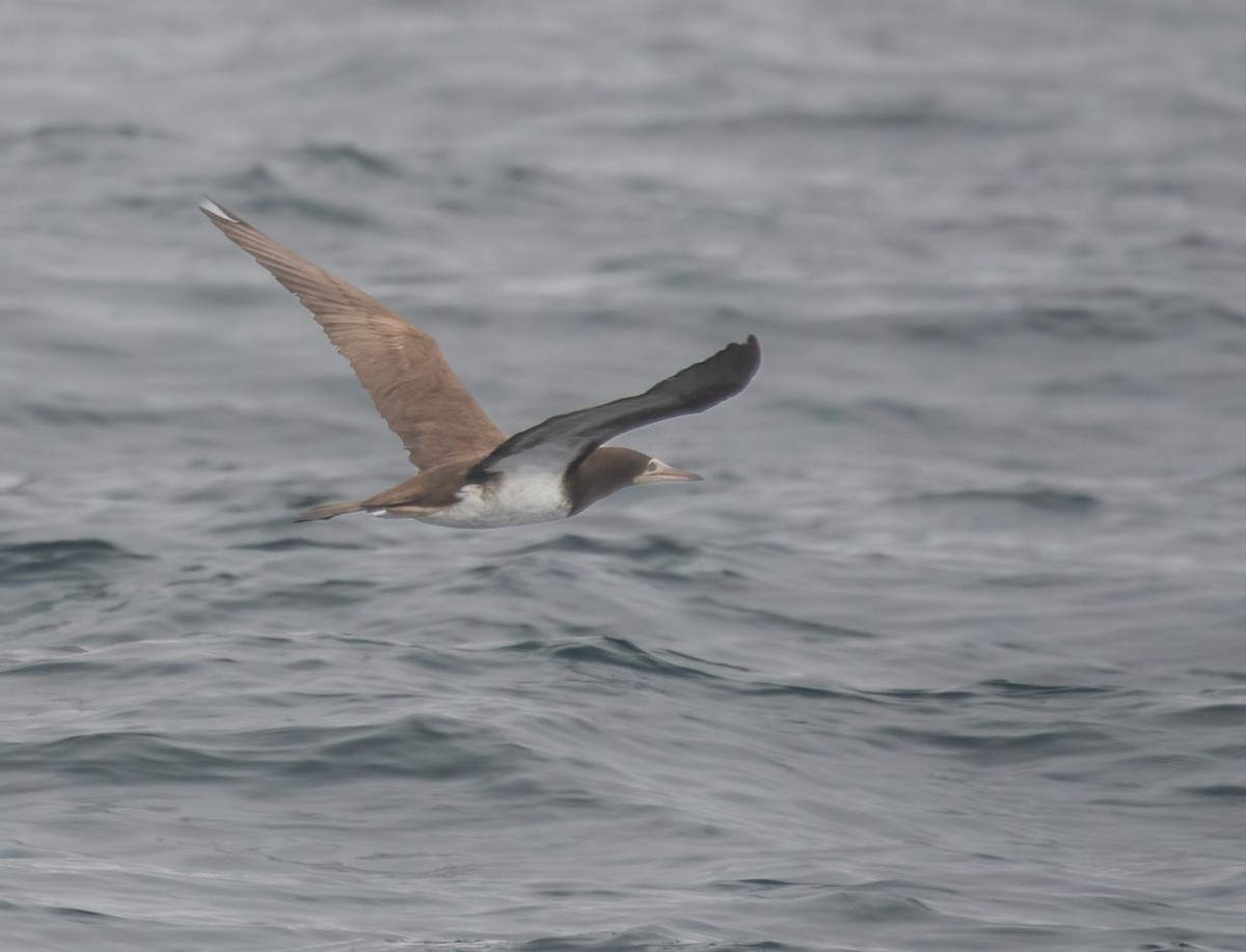 Brown Booby - ML488544101