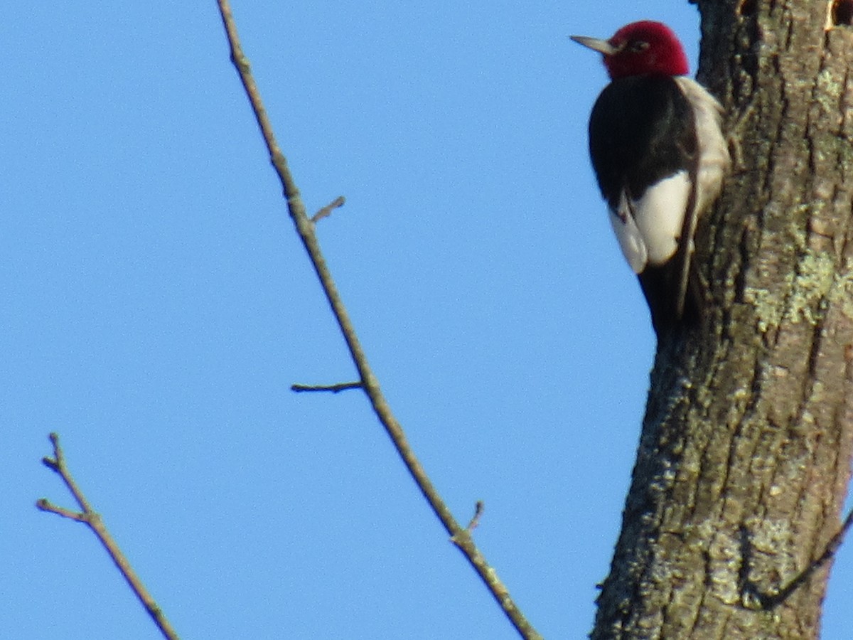 Red-headed Woodpecker - John Coyle
