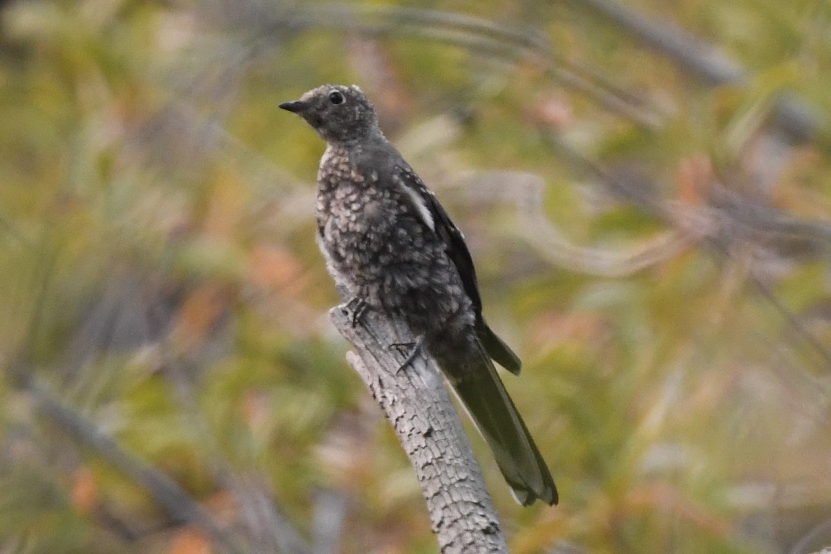 Townsend's Solitaire - ML488546761