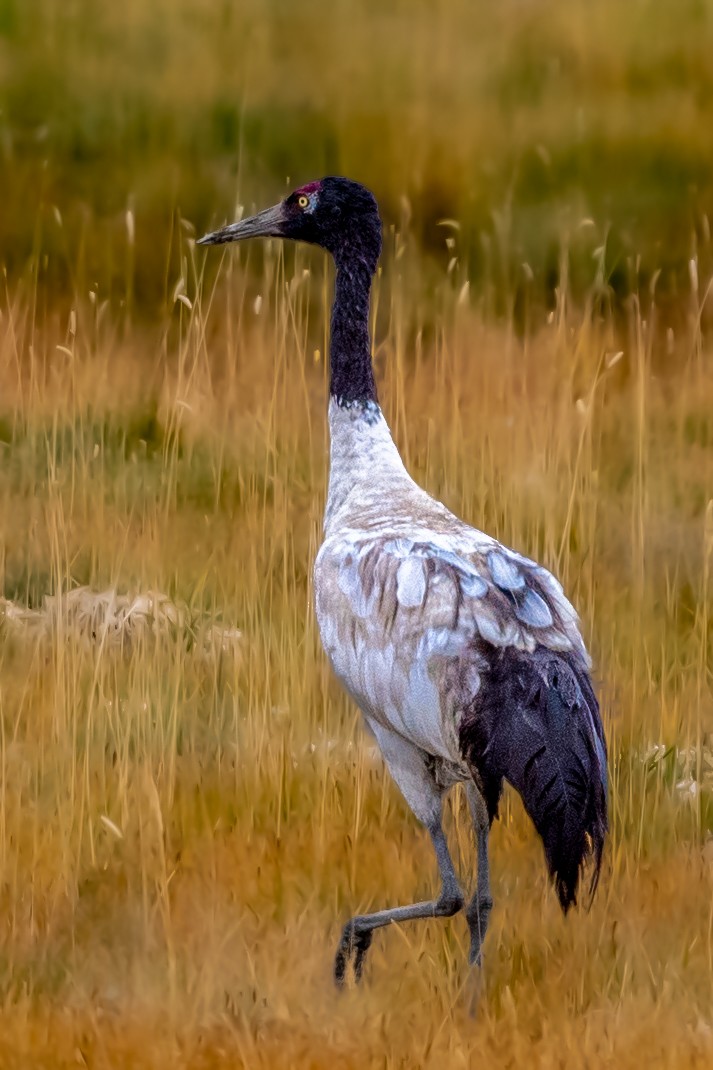 Black-necked Crane - Vivek Saggar