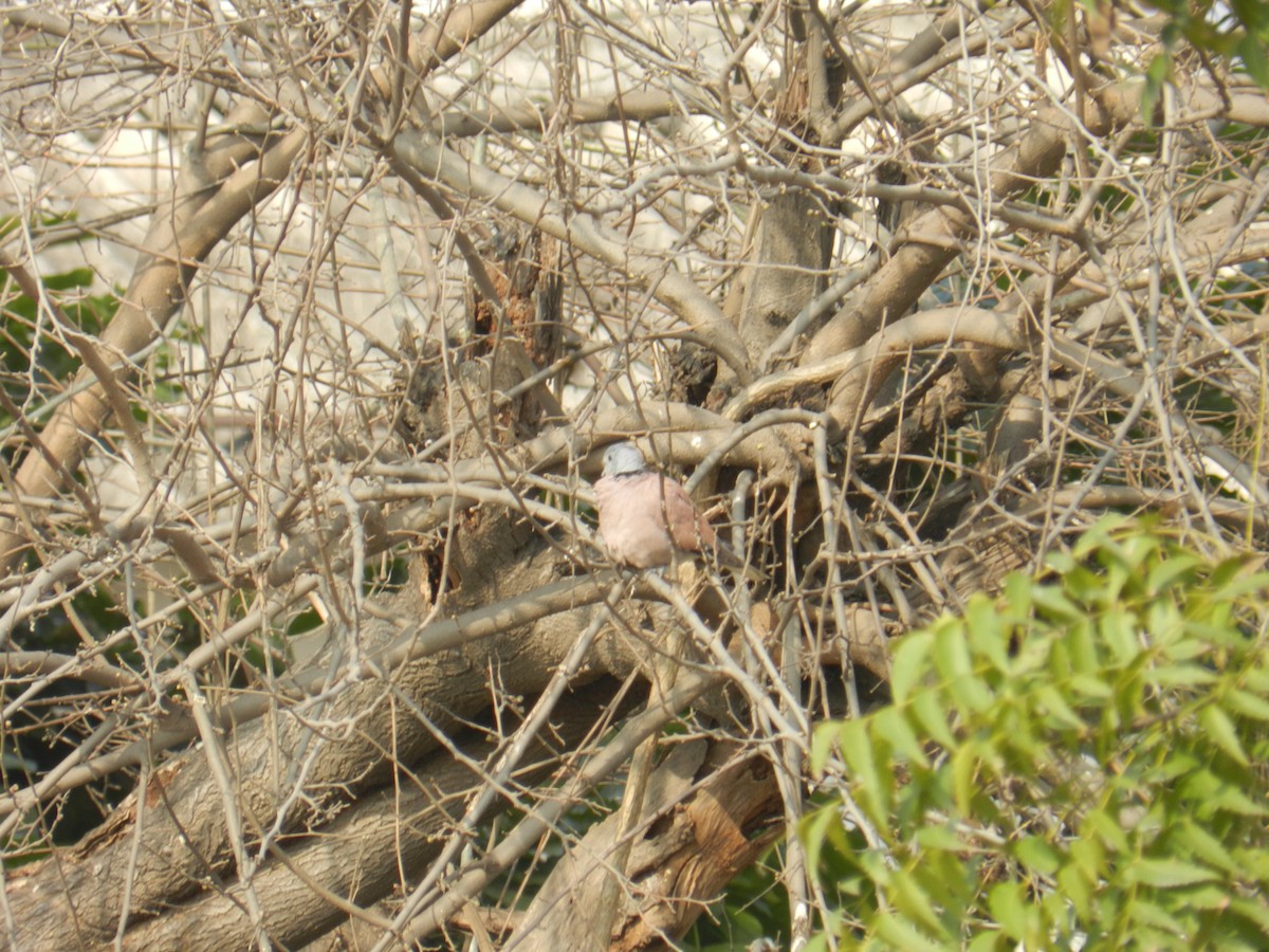 Red Collared-Dove - ML488549441