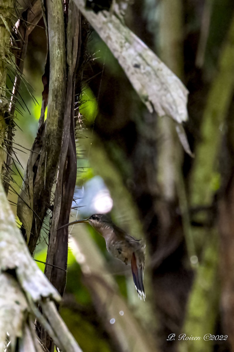 Rufous-breasted Hermit - ML488551401