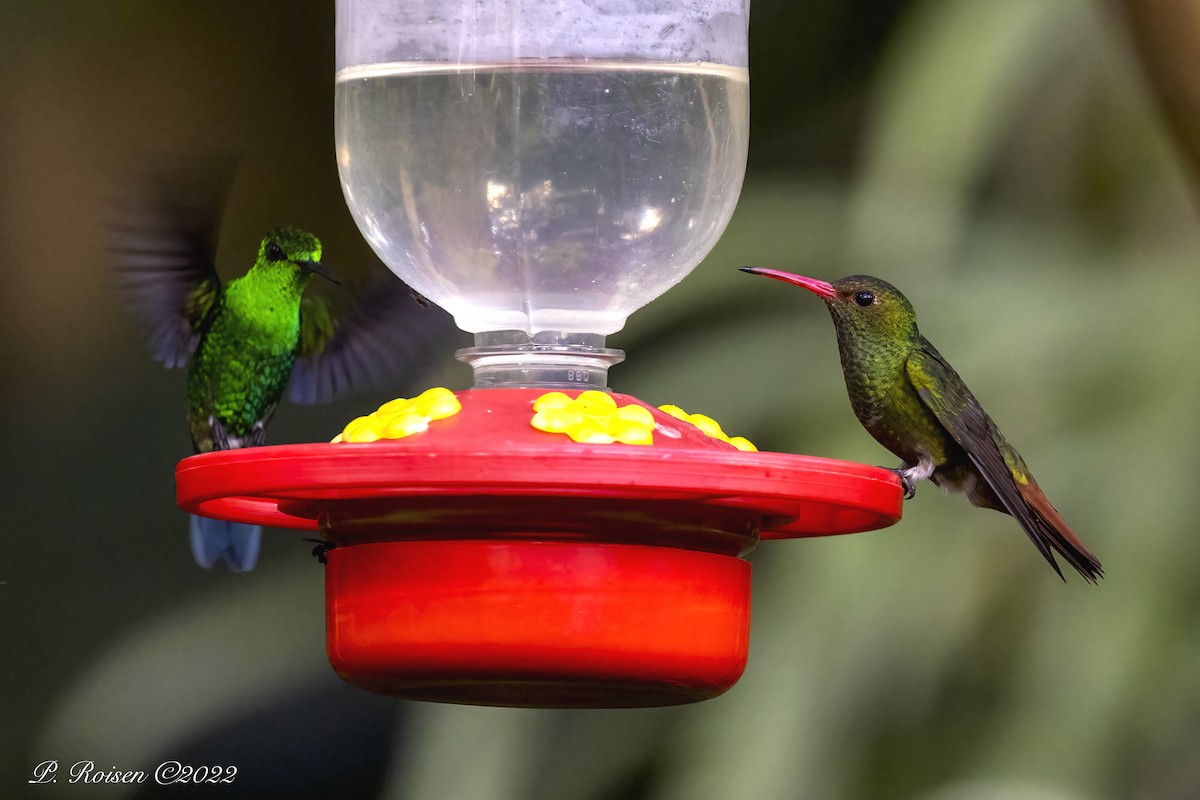 Rufous-tailed Hummingbird - ML488552091