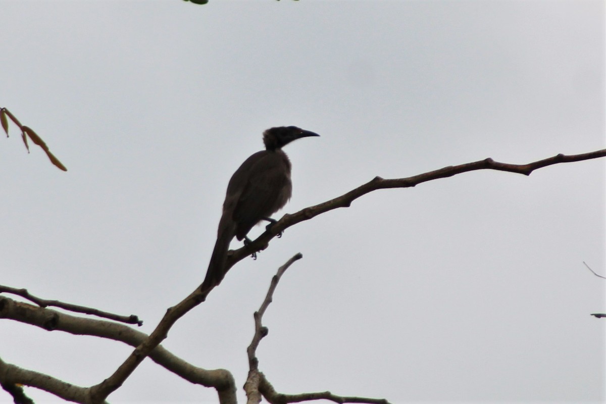 Helmeted Friarbird (Hornbill) - ML488552161