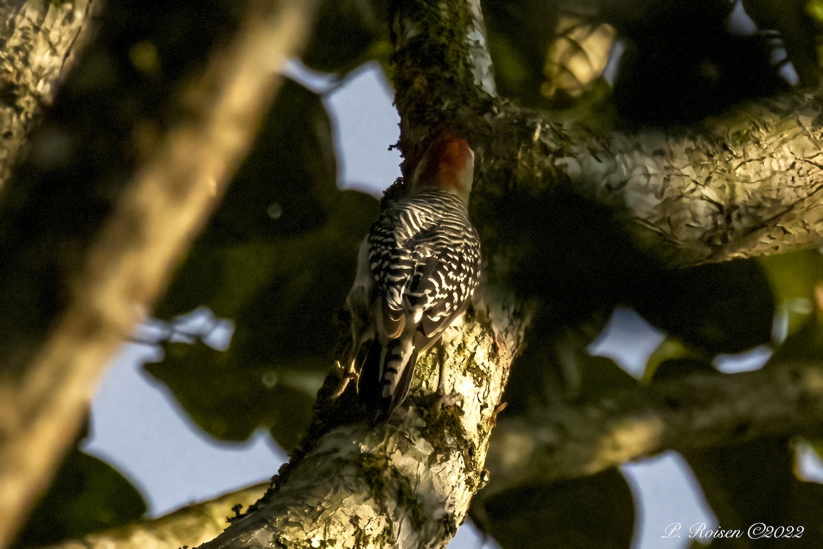 Red-crowned Woodpecker - ML488552191