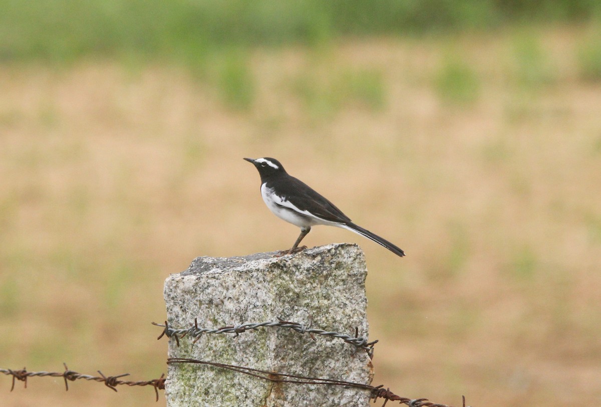 White-browed Wagtail - ML488552211
