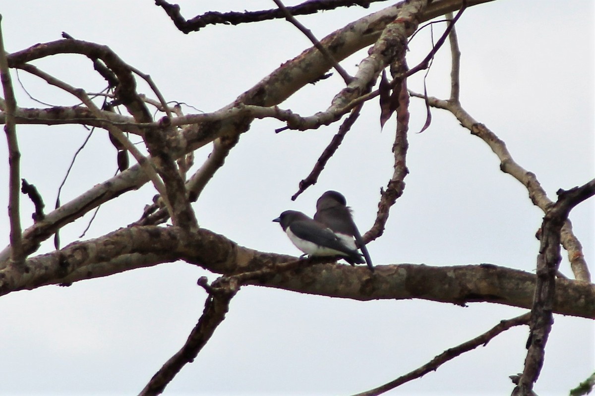 White-breasted Woodswallow - ML488552241