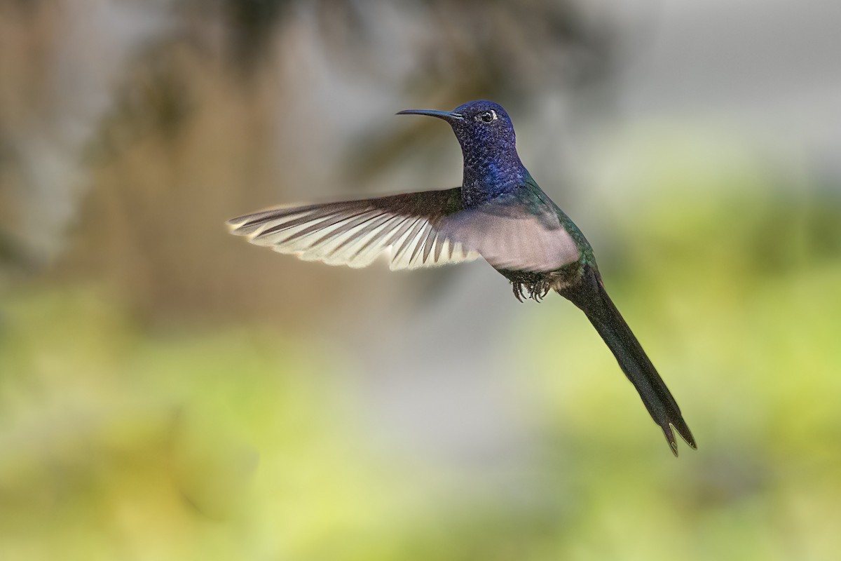 Swallow-tailed Hummingbird - ML488553881