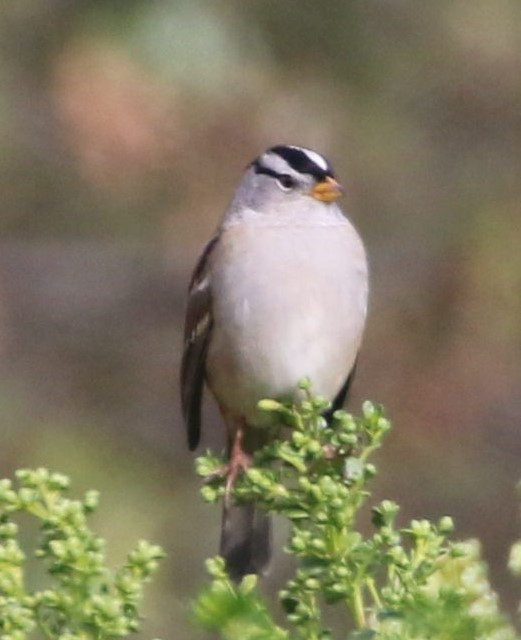 White-crowned Sparrow - ML488554081