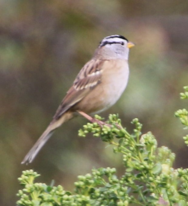White-crowned Sparrow - ML488554091