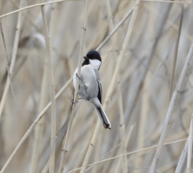 Adult ventral view (subspecies <em class="SciName notranslate">ferghanensis</em>). - Great Tit - 